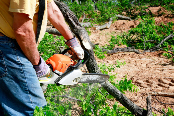 Residential Tree Removal in Mount Shasta, CA